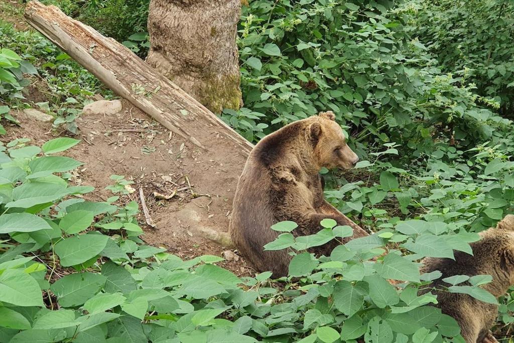 Black Forest Kuckucksnest Schönwalde Kültér fotó